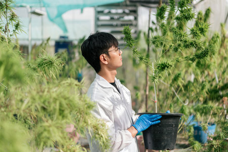 Asian cannabis researcher is lifting pots of cannabis plants to collect data and conduct research. Cannabis researchers work on cannabis farms.の写真素材