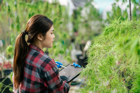 Female farmer use tablet checking and keep data in cannabis farm. Hemp quality control. Business...
