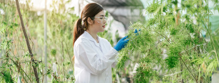 Marijuana researcher Asian woman working in a hemp field, Examining plants. Concept of herbal alternative medicine.の写真素材