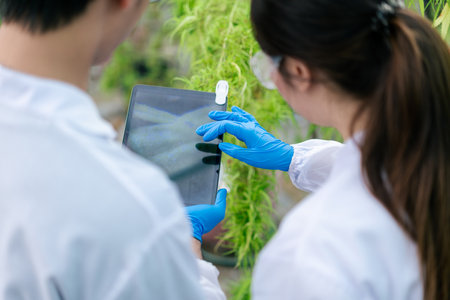 Selective focus, Team marijuana researcher discussing and use tablet analizing hemp plants, Keep data the results with tablet in cannabis farm. Concept of herbal alternative medicine.の写真素材
