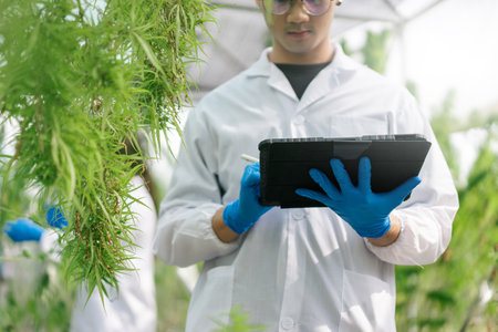 Selective focus, Scientist hand use tablet checking and analizing hemp plants, Keep data the results with tablet in cannabis farm a greenhouse. Concept of herbal alternative medicine.の写真素材
