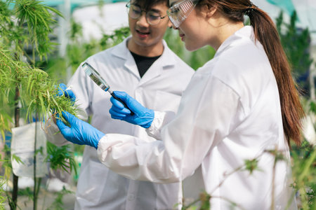 Selective focus magnifying glass on hand, Marijuana researcher Asian team working in a hemp field, He is examining plants with magnifying glass. Concept of herbal alternative medicine.の写真素材
