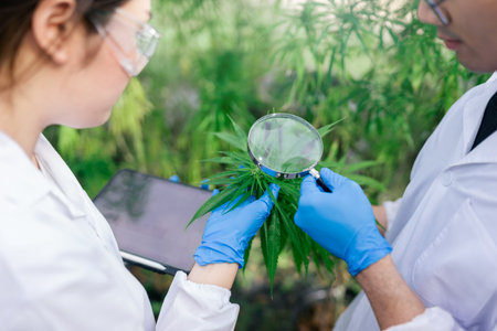 Selective focus magnifying glass on hand, Marijuana researcher team working in a hemp field, He is examining plants with magnifying glass. Concept of herbal alternative medicine.の写真素材