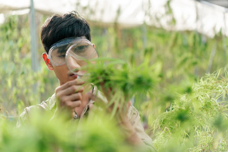 Selective focus, Magnifying glass on hand farmer checking hemp with in a cannabis farm. Business cannabis farm for pharmaceutical industry.の写真素材