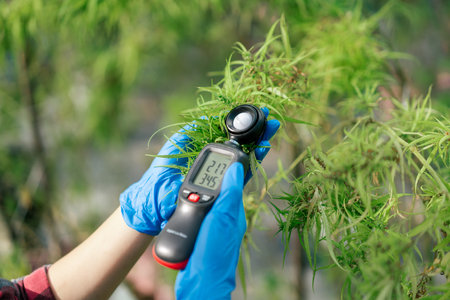 Farmer hand using lux light meter to check light condition for growth hemp quality control. Control environment in cannabis farm. Business cannabis farm for pharmaceutical industry.の写真素材