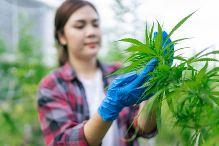 Selective focus hand, Asian woman farmer working check hemp in a cannabis farm, Business cannabis farm for pharmaceutical industry.の写真素材