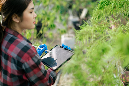 Selective focus, Farmer use tablet checking and keep data in cannabis farm. Hemp quality control. Business cannabis farm for pharmaceutical industry.の写真素材