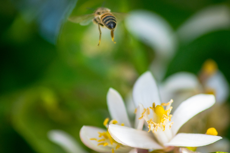 hardworker bee