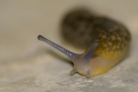 yellow slug's faceの写真素材