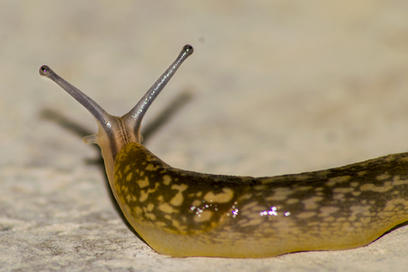 macro yellow slugの写真素材