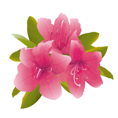 Dark pink azalea flowersのイラスト素材
