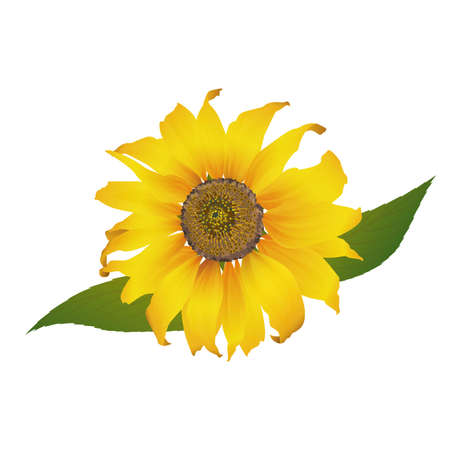 A Sunflowerのイラスト素材