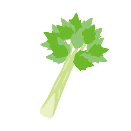 Celery Illustrationsのイラスト素材
