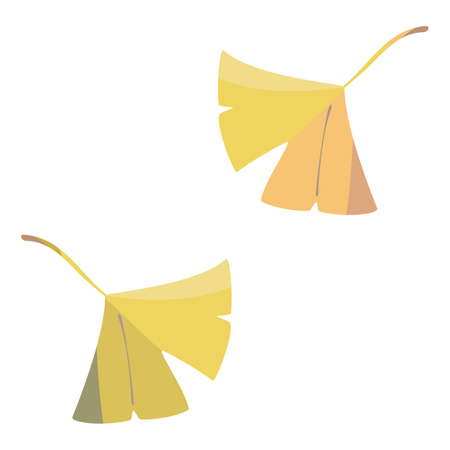Ginkgo biloba leafのイラスト素材
