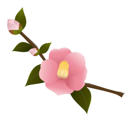 Pink Rosesのイラスト素材