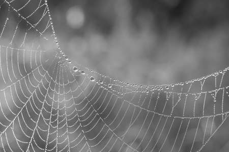 A bright close up of a cobweb decorated with morning dew
