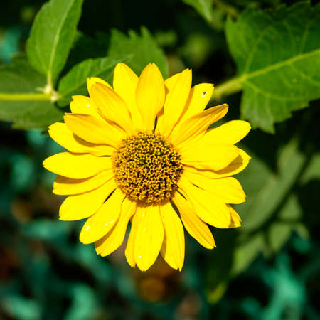 Beautiful yellow flower on a mysterious green 