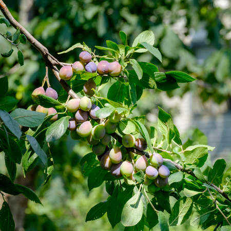 Underripe plums on the tree a bright Sunny dayの写真素材