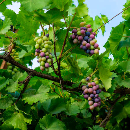 First multicolored grapes will sing on the bushの写真素材