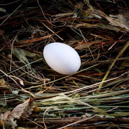 pile of brown eggs in a nest