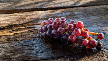 Grapes in a basket on a background of grape leaves in the sunlight