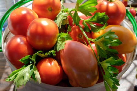 RIpe garden tomatoes ready for pickingの写真素材