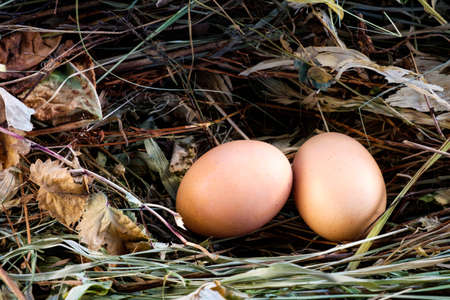 pile of brown eggs in a nestの写真素材