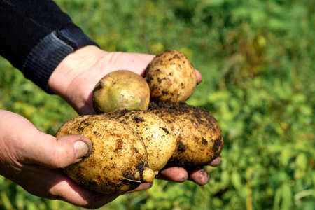 Close up of potatoes in dirty male handsの写真素材
