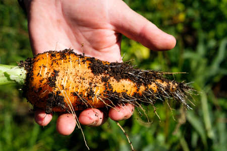 hand keeping fresh carrots against green vegetable bedsの写真素材