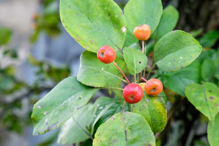 Siberian Ranetki after the first frost in Siberia, Russia.