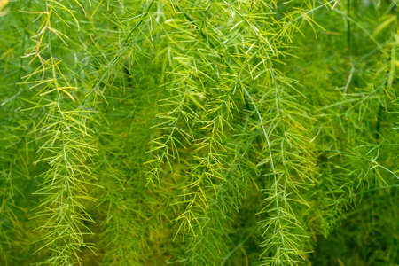 Siberian dill in the country in September, Russia.の写真素材