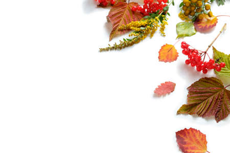 Beautiful autumn leaves on a white background isolated.の写真素材