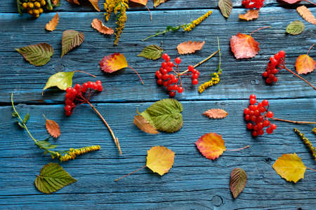 Beautiful autumn leaves on a blue wooden background.の写真素材
