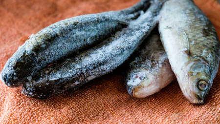 Frozen river fish from the freezer on a beautiful orange towel.