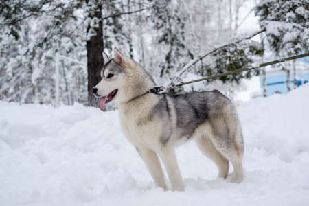 Beautiful dog breed Siberian Husky photographed in Siberia in the winter with blue eyes.の写真素材