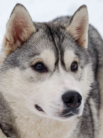 Beautiful dog breed Siberian Husky photographed in Siberia in the winter with blue eyes.の写真素材