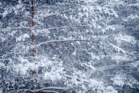Beautiful winter background bluish trees far into Siberia.