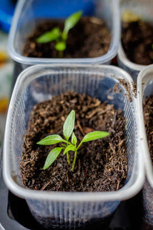 Plants sproutの写真素材