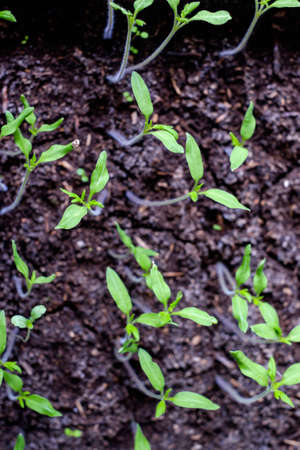 Plants sprout on vivid green bokeh background. horizontalの写真素材