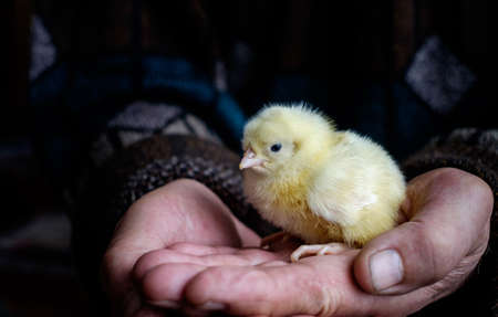 Little newborn baby chicken in the hands of the old man.の写真素材