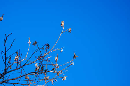 a background image of flowers on a sky background