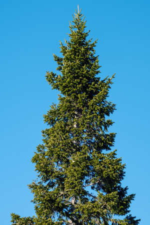 Cedar branches against the sky on a sunny dayの写真素材