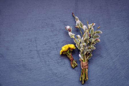 The first spring plants and flowers on a graphite background.の写真素材
