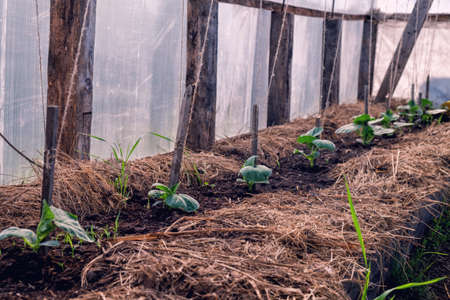 Simple greenhouse in the village with a view of the inside.の写真素材