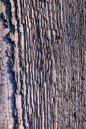 Beautiful wooden background photographed in the evening, for designers and advertising.