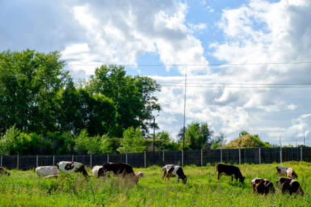 Cows on a green field and blue sky.の写真素材