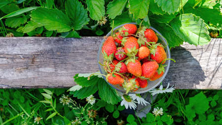 Sweet wild strawberries in plate with daisies on wooden background, selective focusの写真素材
