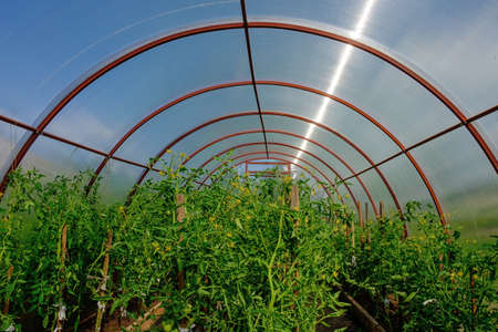 Simple greenhouse in the village with a view of the inside.の写真素材