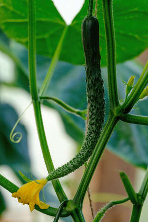 Cucumber on tree in the garden. cucumberの写真素材