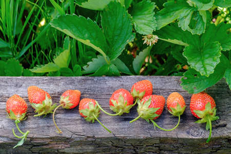 Sweet wild strawberries in plate with daisies on wooden background, selective focusの写真素材